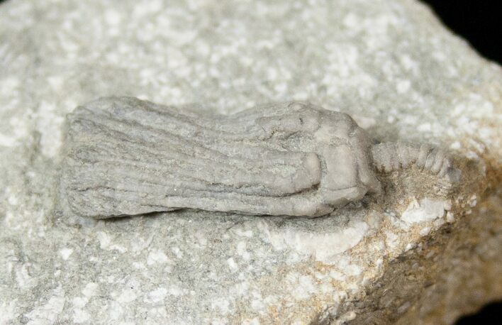 Nice Platycrinites Crinoid Crown - Crawfordsville #16091